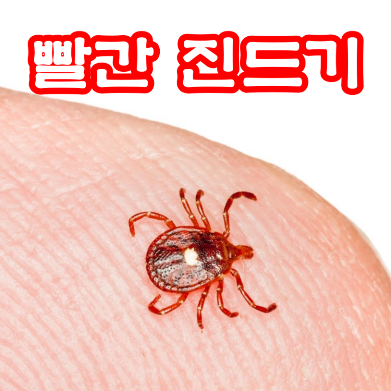 빨간 진드기