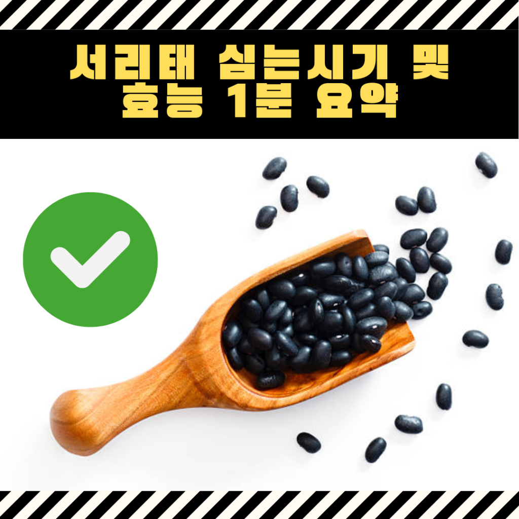 서리태 심는시기 및 효능